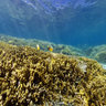 New Caledonia underwater panorama Ilot Mbo