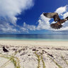 Seabirds New Caledonia, Noddy Terns
