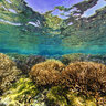 New Caledonia Coral Reef Diversity