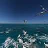Bird Fish Feeding Frenzy New Caledonia