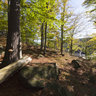Beeches of Stone Otten (Ottenstein) #1