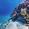 Ras El Desha - Unterwasser - Rotes Meer