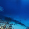 Marsa Shouna 01 - Unterwasser - Rotes Meer