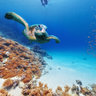 Marsa Shouna 02 - Unterwasser - Rotes Meer