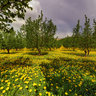 Ricca, a yellow sea of dandelions among hazelnut trees