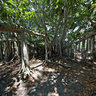 Banyantree Fort Myers