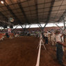 Exposición Bovina Feria Malocas 2012