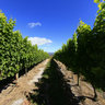 iona-vineyards