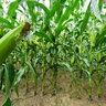 The cornfield
