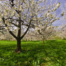 Cherry blossom