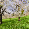 Cherry blossom