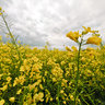 Rape field
