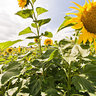 Sun flowers
