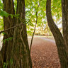 Old ash tree in the Exotic Garden of the University Stuttgart-Hohenheim
