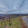 Weinberge am Mönchberg oberhalb von Stuttgart-Untertürkheim