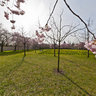 Cherry blossom at palace garden Schwetzingen