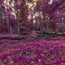 In the Pink Forest