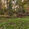 In the Forest of Kernave HDR
