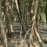 The Great Banyan Tree-By Shadat