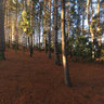 Oak Valley Standing In Small Pine Forrest