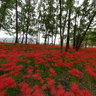 Red Spider Lily in Kinchakuda