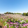 Cosmos flowers in Showa-kinen Park