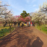 Plum trees in Fuchu