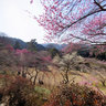 Oume Plum Park