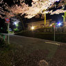 Cherry blossoms at night