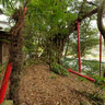 Castanopsis tree and Aso shrine