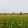 Iceland poppy