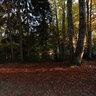 Autumn wood