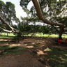Tree Panorama