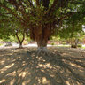 A Large Weeping Fig Tree In Ly Tu Trong Park, Hue