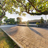 Plumeria alba, Hue Citadel