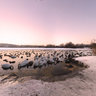 Cold winter morning at Grosser Teich lake, Ilmenau, Germany