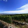 Iona Wine Farm in the Elgin Valley