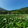 Zhuzihu MiaoBang Calla Plantation(Calla-lily Field)