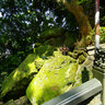 Huiji Temple Snake and Frog Stones
