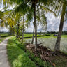 Rice Fields in Ubud, Bali
