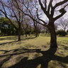 Spring in Hyde Park