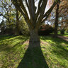 Zruc nad Sazavou Castle - trees in the park (color version)