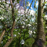 Garden at Stary Samechov