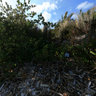 Cape Florida Lighthouse