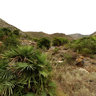 Palmital en la Muela