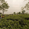 The Tea Gardens of Darjeeling, India