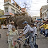 An Elephant Walking Through the Streets of Udaipur in Rajasthan, India