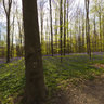 Hallerbos