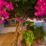 Blossoming tree in Roussa Eklissia (Crete, Greece)