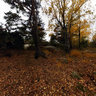 Broad-leaved forest